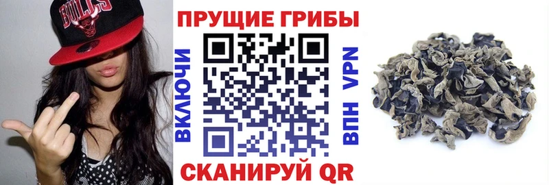 Галлюциногенные грибы Psilocybe  Почеп 